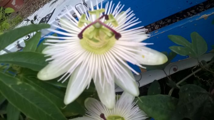 WP_20160615_17_24_34_Pro