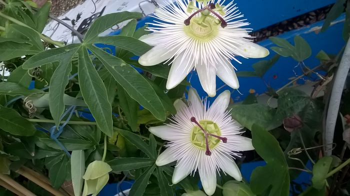 WP_20160615_17_24_42_Pro