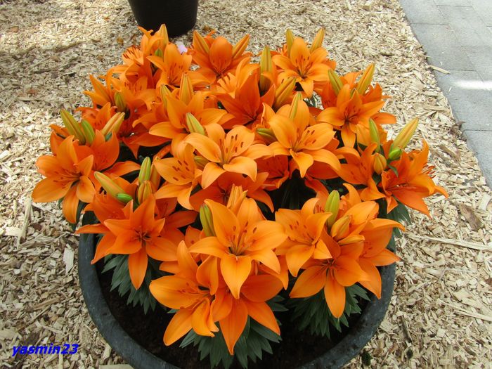 Keukenhof.06.05.2016 182 - 1Keukenhof Olanda 2016