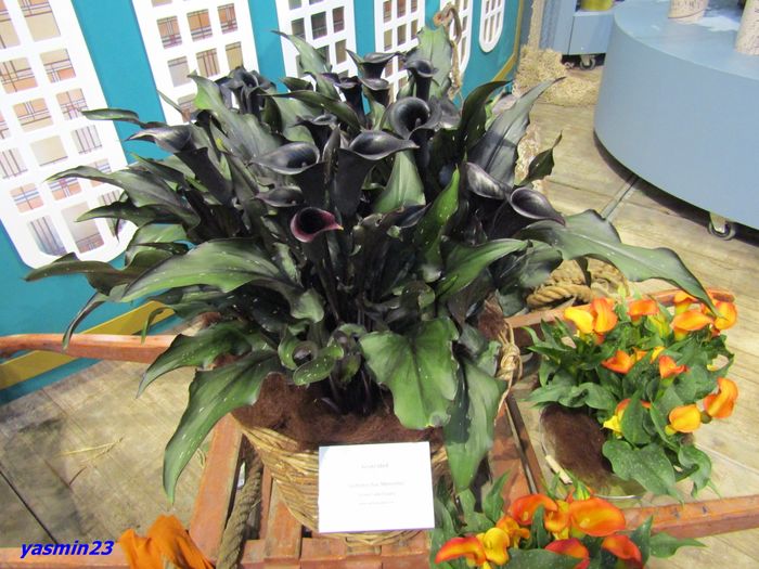 Keukenhof.06.05.2016 246