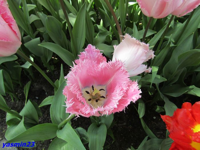 Keukenhof.06.05.2016 249