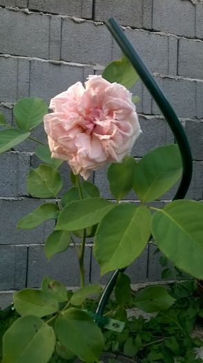 WP_20160630_102