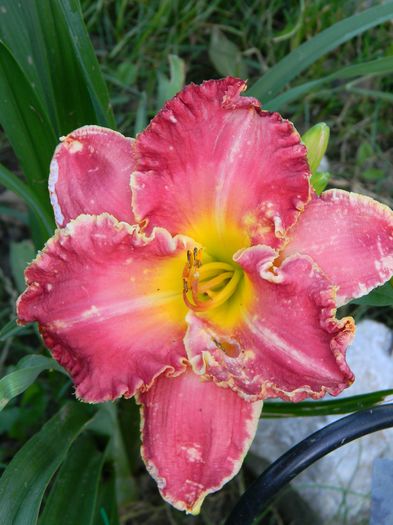 Painting the roses red - Hemerocallis 2016