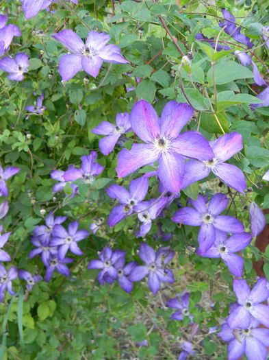 Venosa violacea
