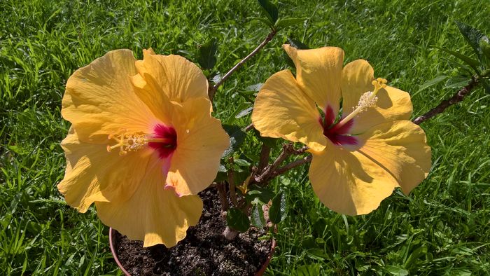 WP_20160701_09_03_00_Pro - Hibiscus Adonicus Yellow