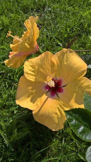 WP_20160701_09_03_14_Pro - Hibiscus Adonicus Yellow