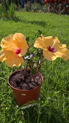 WP_20160701_09_03_25_Pro - Hibiscus Adonicus Yellow