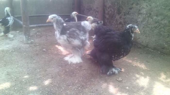 FB_IMG_1467354429969