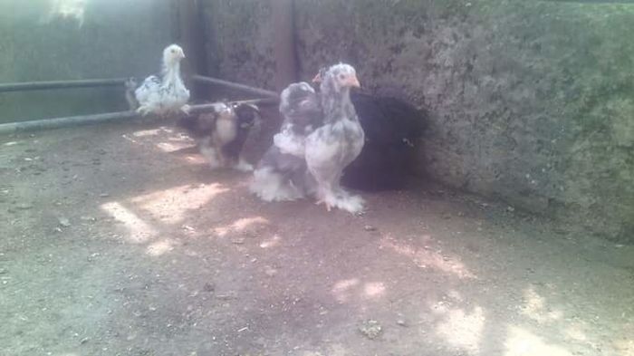 FB_IMG_1467354452470