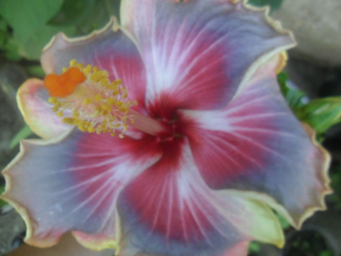 009 - hibiscusi 2016 -2