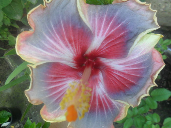 010 - hibiscusi 2016 -2