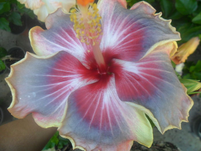 a 2 floare