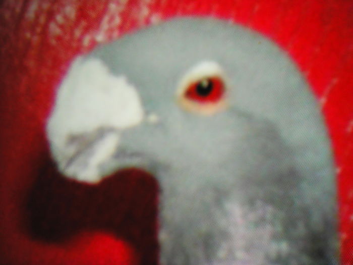 VOIAJOR DE FRUMUSEȚE