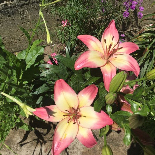 lilium asiatic Pink