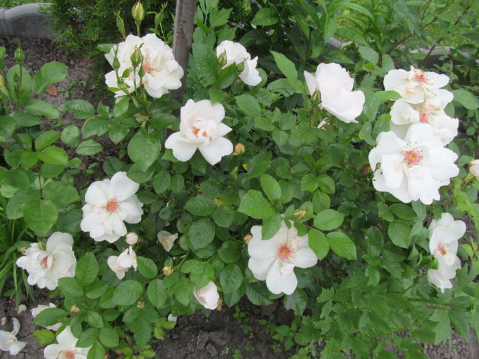 Jacqueline du Pre