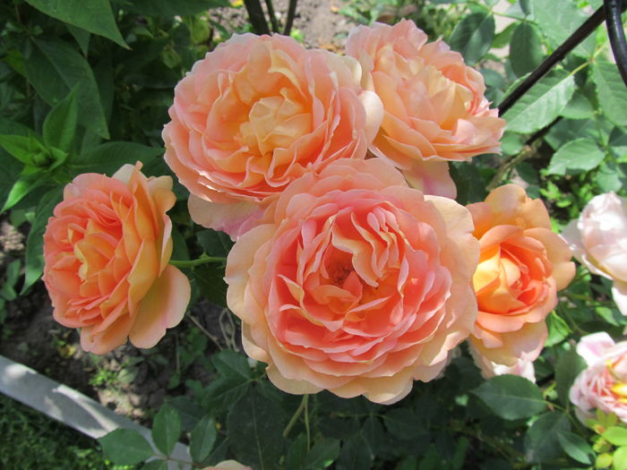 IMG_4648 Lady of Shalott