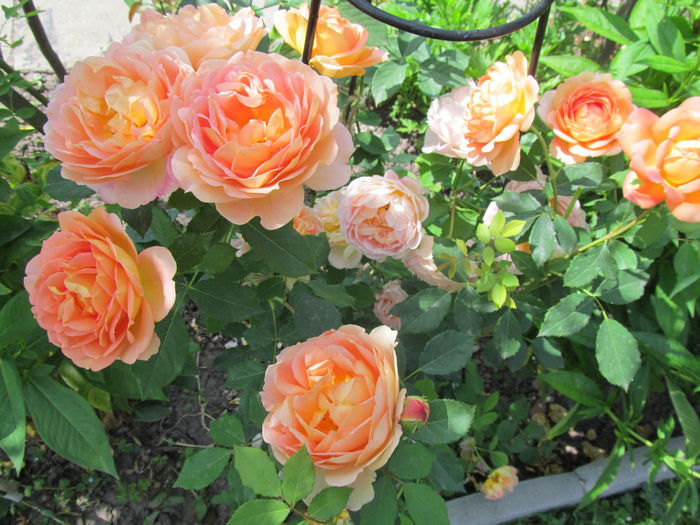 IMG_4651 Lady of Shalott