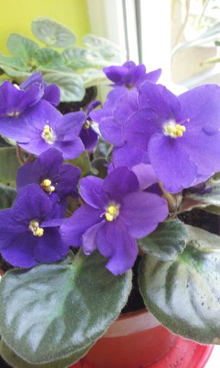 010 - Flori 2016