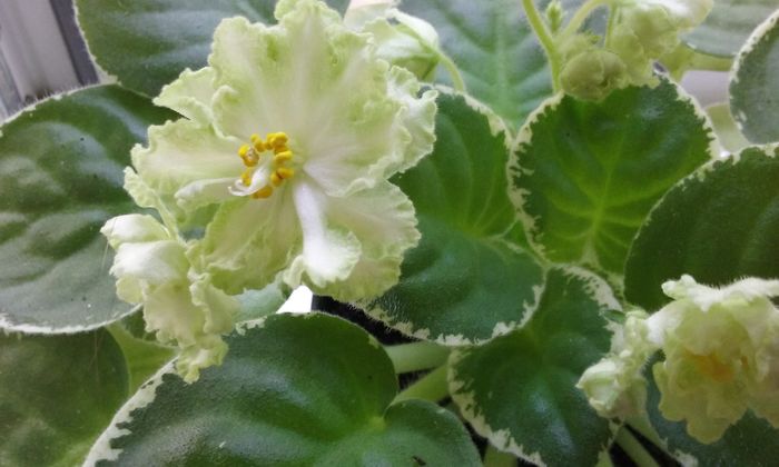 004 - Flori 2016