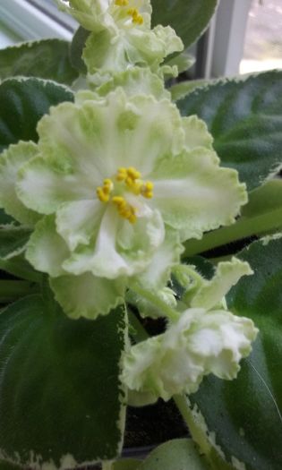 008 - Flori 2016