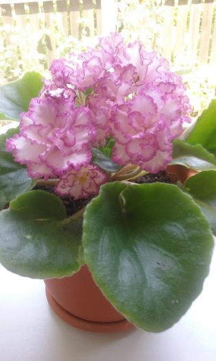030 - Flori 2016