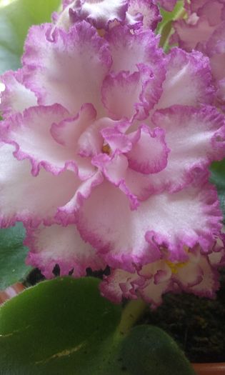 033 - Flori 2016