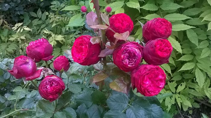 WP_20160617_028 - Piano