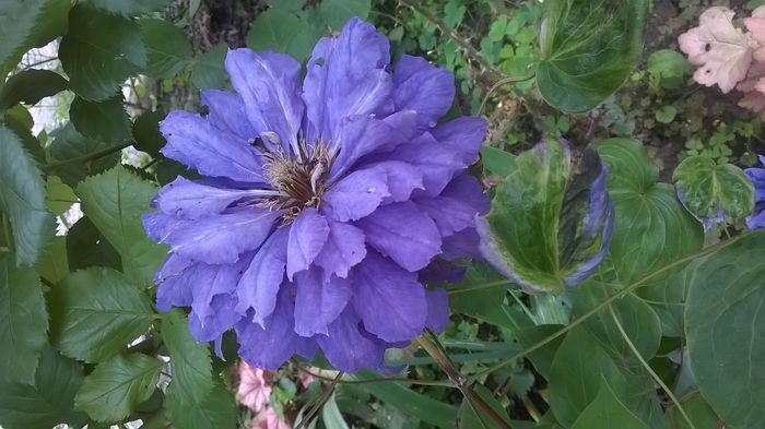 WP_20160617_046 - CLEMATITE