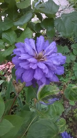 WP_20160617_047 - CLEMATITE