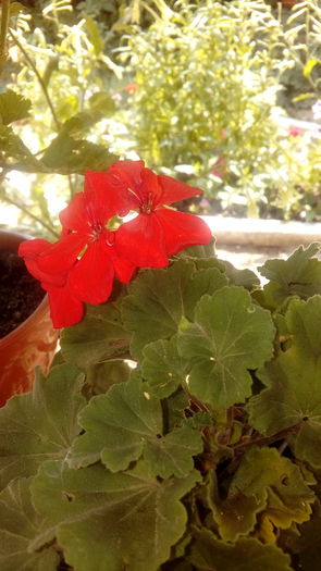 20160701_151143 - Muscate si alte plante