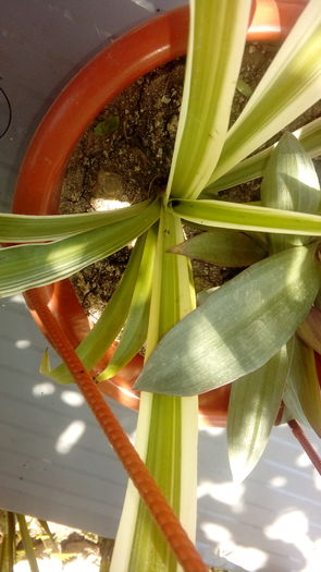 20160701_125654 - Muscate si alte plante