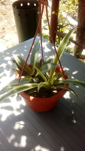 20160701_125716 - Muscate si alte plante