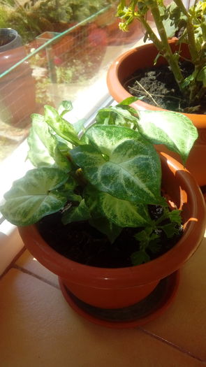 20160701_151648 - Muscate si alte plante