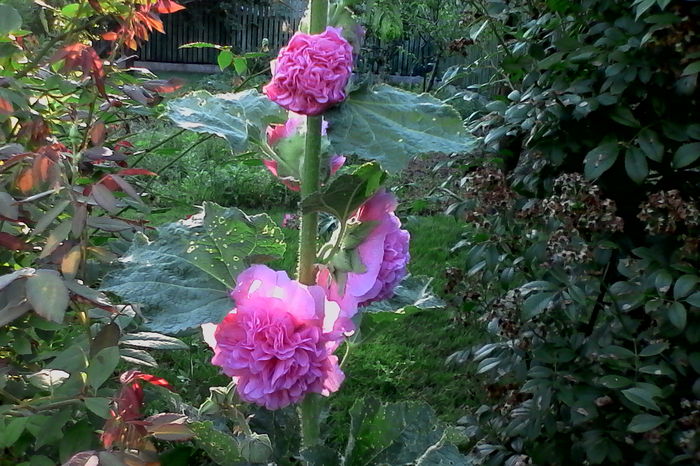 este foarte frumoasa