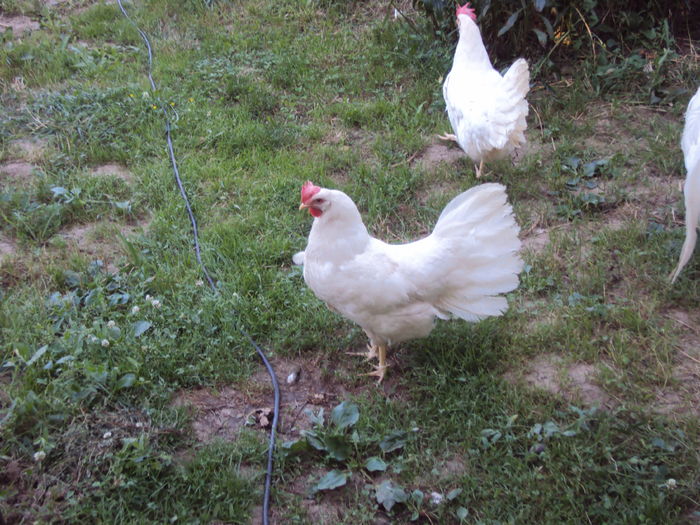 Leghorn Alb