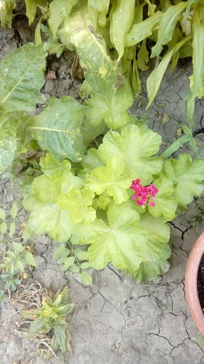 20160701_161736 - Muscate si alte plante