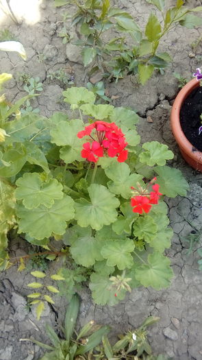 20160701_161731 - Muscate si alte plante