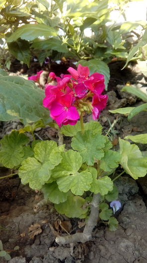 20160701_161714 - Muscate si alte plante