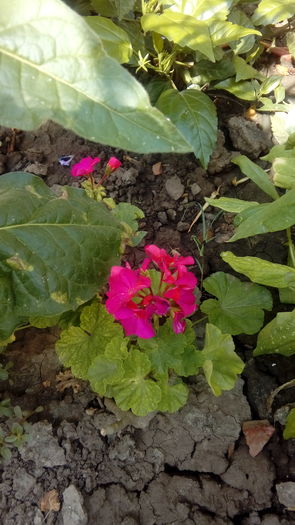 20160701_161718 - Muscate si alte plante