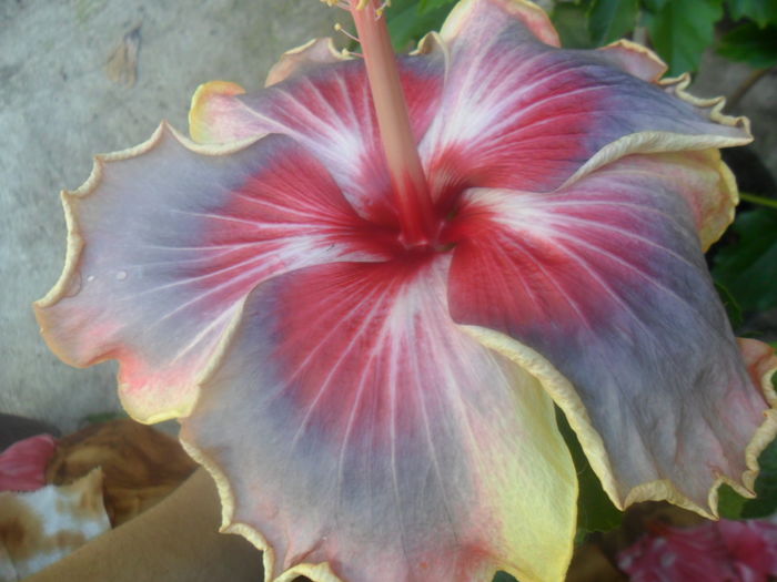 trademark-victoria - 000-hibiscusi deosebiti