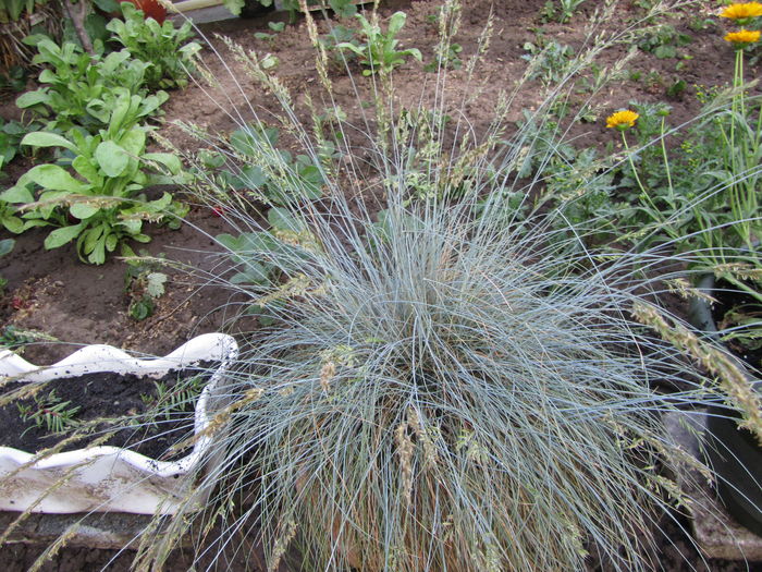 Festuca glauca-Iarba albastra