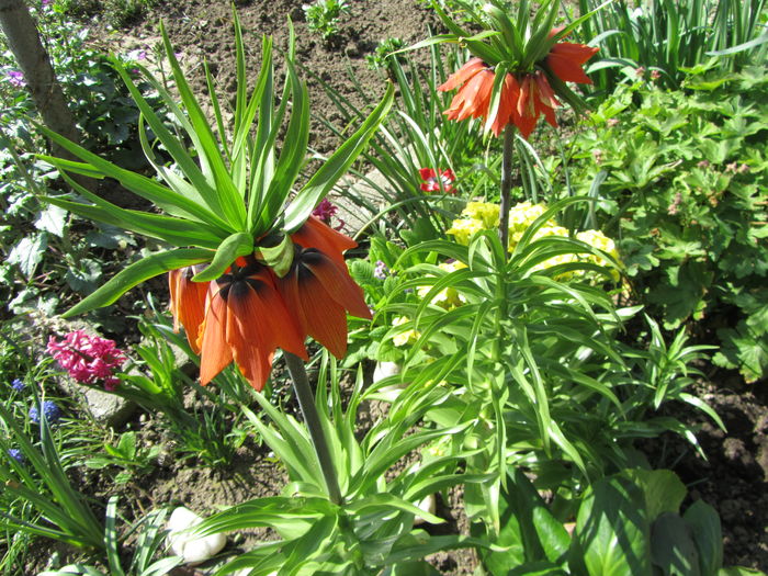 Fritillaria imperialis (12)