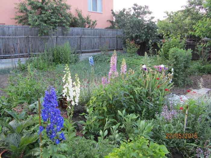 Gradina mai (10)