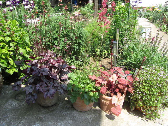 Heuchera inflorita (2)