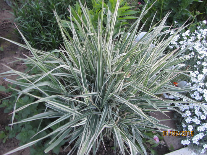 Iarba decorativa (2)