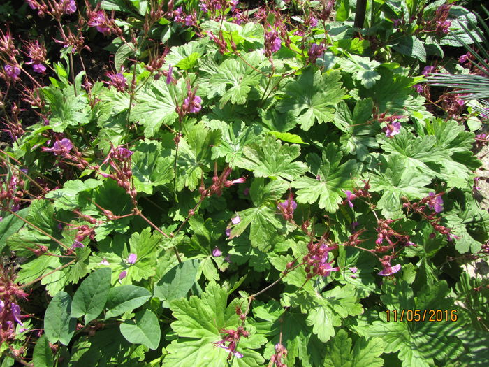 Geranium (5)