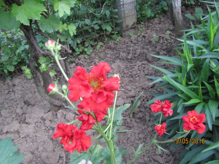 Geum coccineum chiloense (3)
