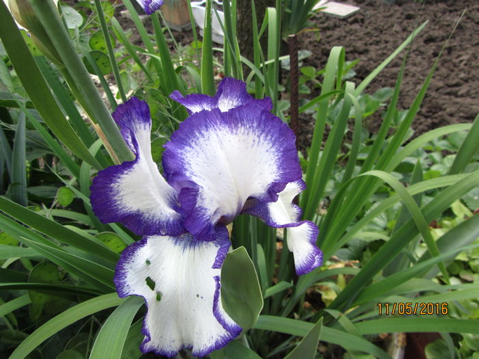 Iris germanica (14)