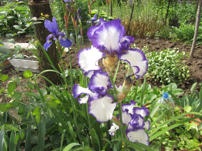 Iris germanica (24)