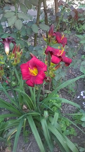 WP_20160622_027 - 2016 Hemerocallis